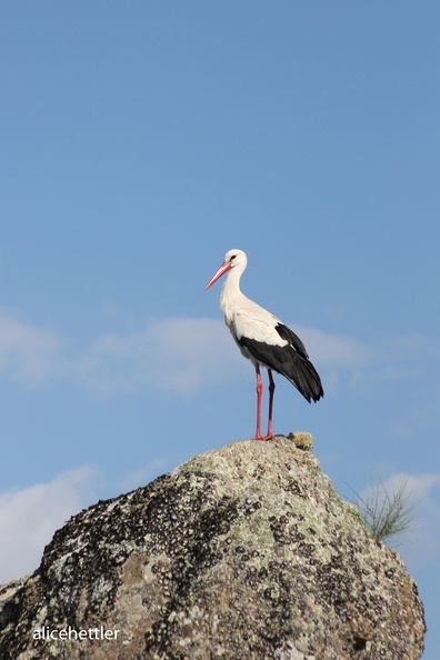 Wei__storch _Ciconia ciconia_.JPG